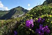 20 Numerose fioriture di Primula irsuta (Primula hirsuta) con vista in Fioraro